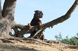 ROTTWEILER 050